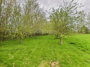 Orchard- click for photo gallery